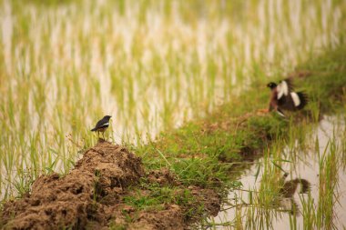 Kuş yeşil pirinç tarlasında avlanıyor.