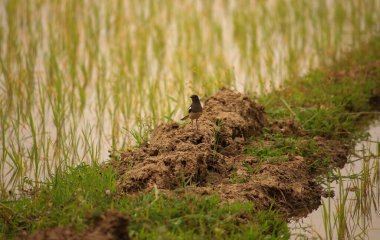 Kuş yeşil pirinç tarlasında avlanıyor.