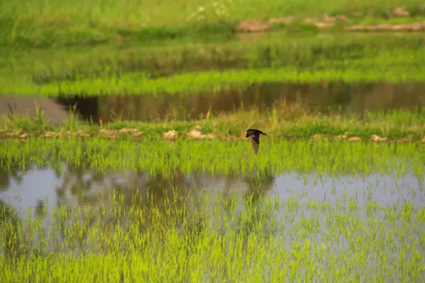 Kuş yeşil pirinç tarlasında avlanıyor.