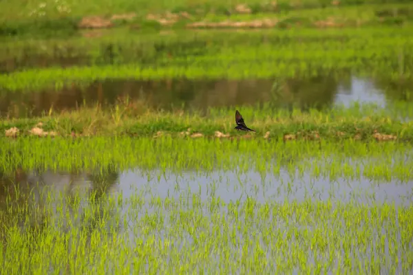 Kuş yeşil pirinç tarlasında avlanıyor.