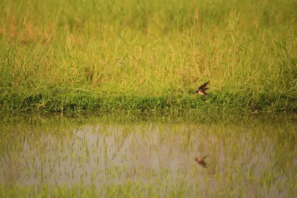 Kuş yeşil pirinç tarlasında avlanıyor.