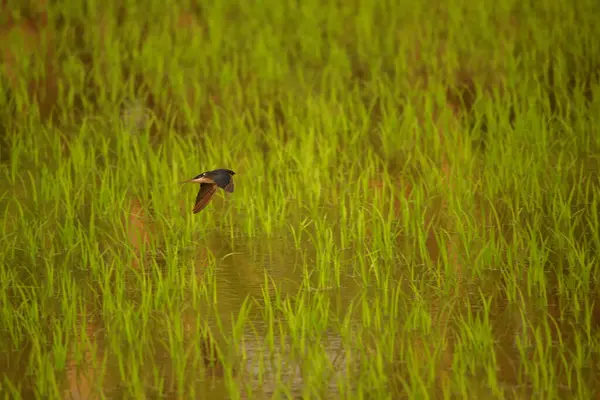 Kuş yeşil pirinç tarlasında avlanıyor.
