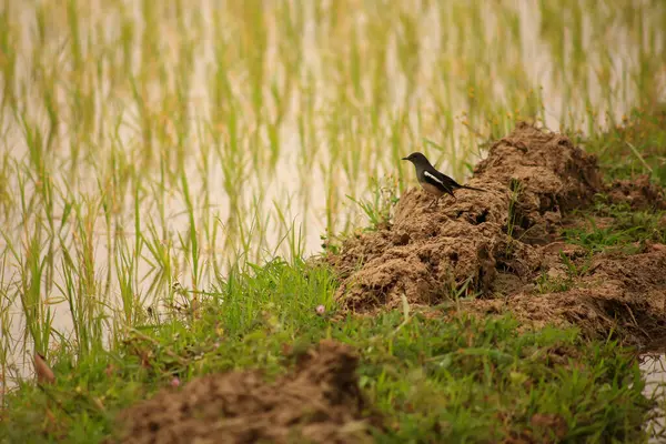 Kuş yeşil pirinç tarlasında avlanıyor.