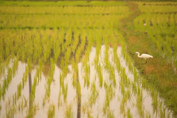 Kuş yeşil pirinç tarlasında avlanıyor.