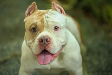 Bahçe doğasında akıllı ve sevimli pitbull, köpek.