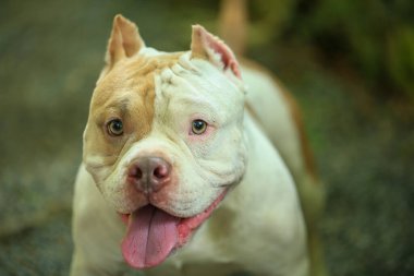 Bahçe doğasında akıllı ve sevimli pitbull, köpek.