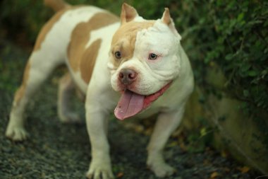 Bahçe doğasında akıllı ve sevimli pitbull, köpek.