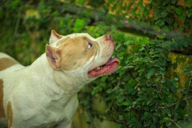 Bahçe doğasında akıllı ve sevimli pitbull, köpek.