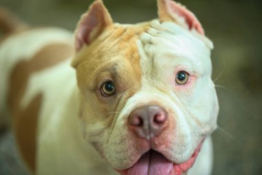 Bahçe doğasında akıllı ve sevimli pitbull, köpek.