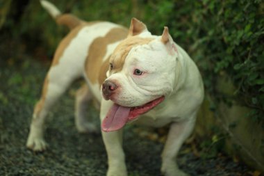 Bahçe doğasında akıllı ve sevimli pitbull, köpek.