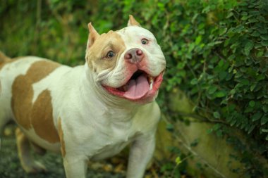 Bahçe doğasında akıllı ve sevimli pitbull, köpek.