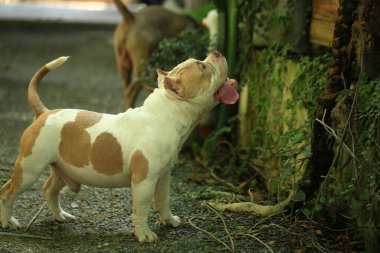Bahçe doğasında akıllı ve sevimli pitbull, köpek.
