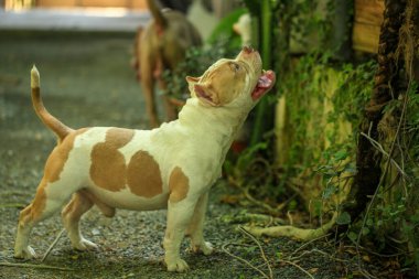 Bahçe doğasında akıllı ve sevimli pitbull, köpek.