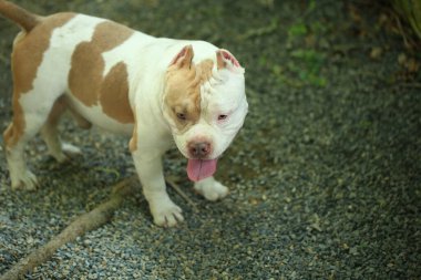 Bahçe doğasında akıllı ve sevimli pitbull, köpek.