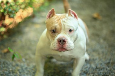 Bahçe doğasında akıllı ve sevimli pitbull, köpek.