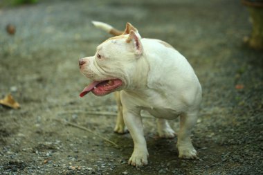 Bahçe doğasında akıllı ve sevimli pitbull, köpek.