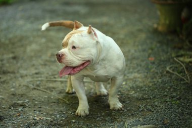 Bahçe doğasında akıllı ve sevimli pitbull, köpek.