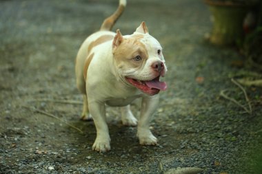 Bahçe doğasında akıllı ve sevimli pitbull, köpek.
