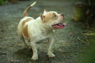 Bahçe doğasında akıllı ve sevimli pitbull, köpek.
