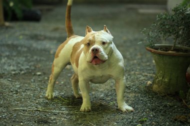 Bahçe doğasında akıllı ve sevimli pitbull, köpek.