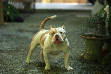 Bahçe doğasında akıllı ve sevimli pitbull, köpek.