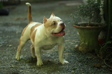 Bahçe doğasında akıllı ve sevimli pitbull, köpek.