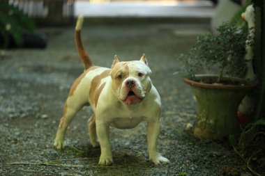 Bahçe doğasında akıllı ve sevimli pitbull, köpek.