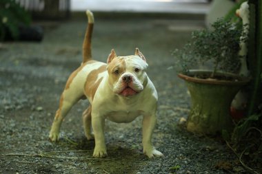 Bahçe doğasında akıllı ve sevimli pitbull, köpek.