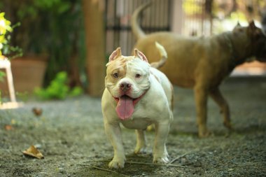 Bahçe doğasında akıllı ve sevimli pitbull, köpek.