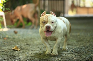 Bahçe doğasında akıllı ve sevimli pitbull, köpek.