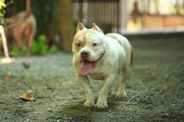Bahçe doğasında akıllı ve sevimli pitbull, köpek.