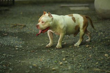 Bahçe doğasında akıllı ve sevimli pitbull, köpek.
