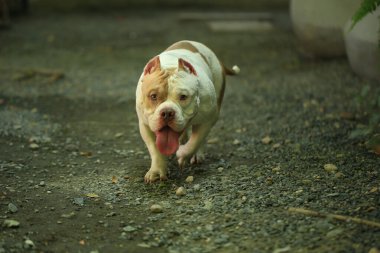 Bahçe doğasında akıllı ve sevimli pitbull, köpek.