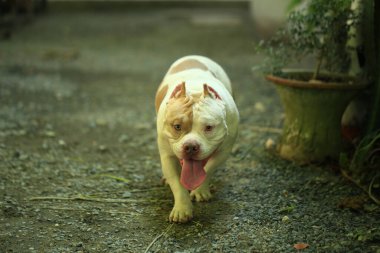 Bahçe doğasında akıllı ve sevimli pitbull, köpek.