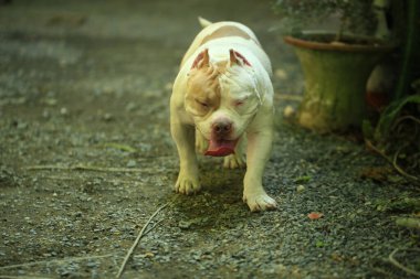 Bahçe doğasında akıllı ve sevimli pitbull, köpek.