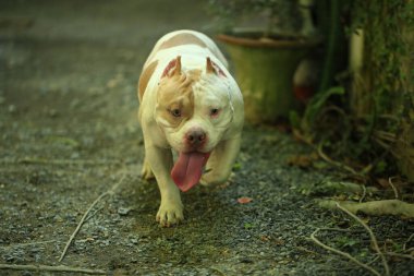Bahçe doğasında akıllı ve sevimli pitbull, köpek.