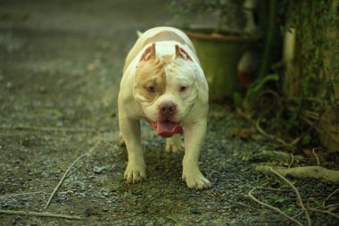 Bahçe doğasında akıllı ve sevimli pitbull, köpek.