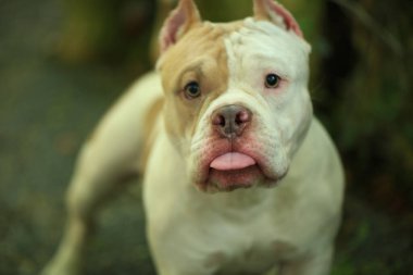 Bahçe doğasında akıllı ve sevimli pitbull, köpek.