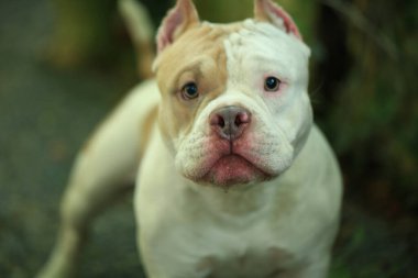 Bahçe doğasında akıllı ve sevimli pitbull, köpek.