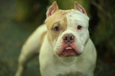 Bahçe doğasında akıllı ve sevimli pitbull, köpek.