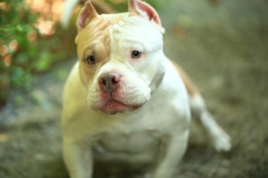 Bahçe doğasında akıllı ve sevimli pitbull, köpek.