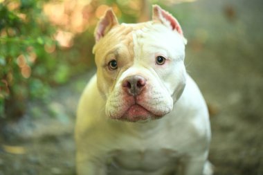 Bahçe doğasında akıllı ve sevimli pitbull, köpek.