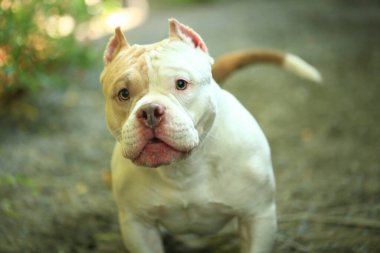 Bahçe doğasında akıllı ve sevimli pitbull, köpek.