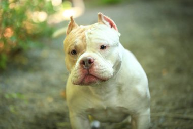 Bahçe doğasında akıllı ve sevimli pitbull, köpek.