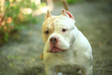 Bahçe doğasında akıllı ve sevimli pitbull, köpek.