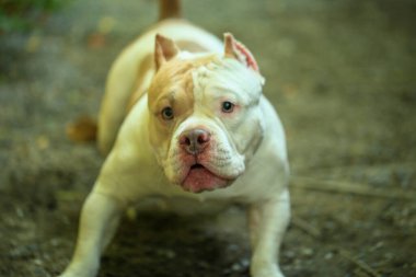 Bahçe doğasında akıllı ve sevimli pitbull, köpek.