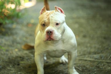 Bahçe doğasında akıllı ve sevimli pitbull, köpek.