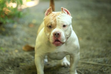 Bahçe doğasında akıllı ve sevimli pitbull, köpek.