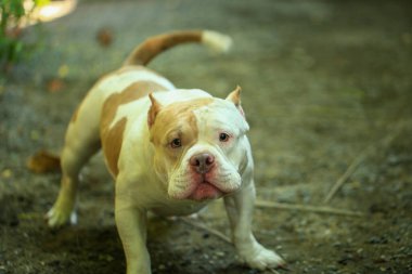 Bahçe doğasında akıllı ve sevimli pitbull, köpek.