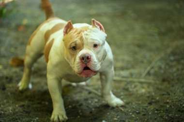 Bahçe doğasında akıllı ve sevimli pitbull, köpek.